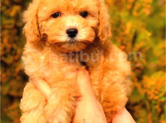 Toy Poodle Di̇şi̇ Üst Kali̇te görsel