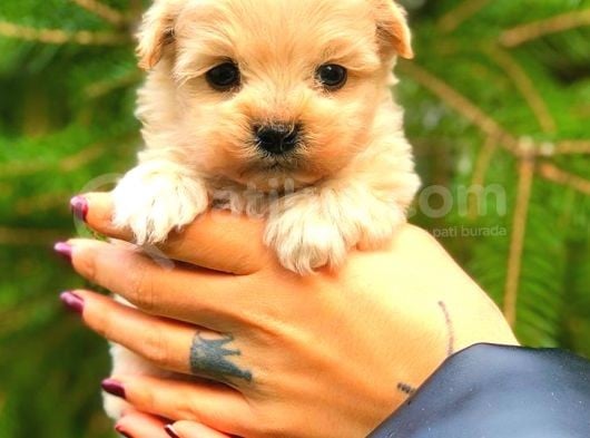 Teacup Erkek Malti̇po görsel