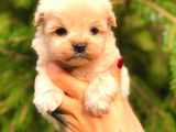 Teacup Erkek Malti̇po