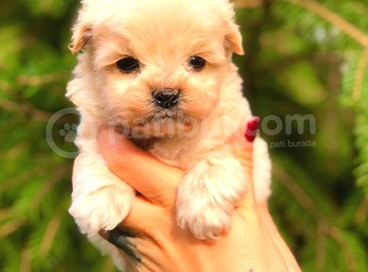 Teacup Erkek Malti̇po görsel