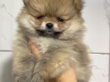 Teddy Teacup Boo