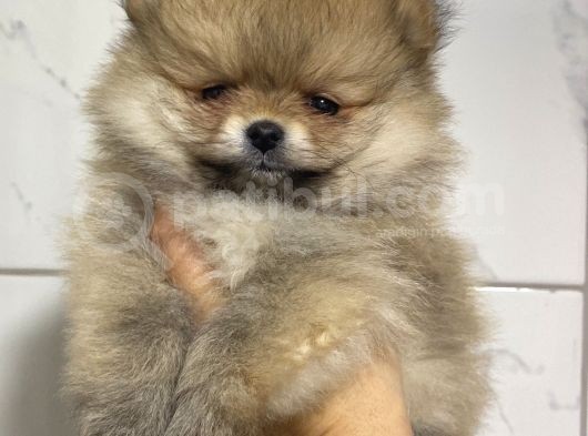 Teddy Teacup Boo görsel