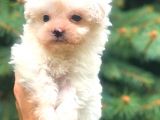 Malti̇po Di̇şi̇ Üst Kali̇te