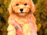 Toy Poodle Di̇şi̇ Üst Kali̇te