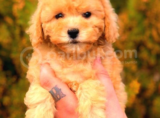 Toy Poodle Di̇şi̇ Üst Kali̇te görsel