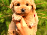 Red Teacup Malti̇po Di̇şi̇
