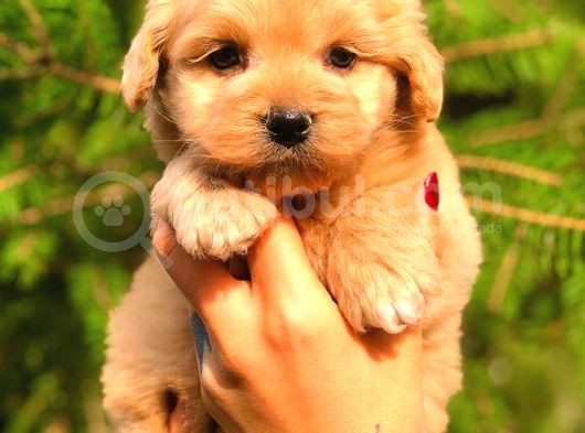 Red Teacup Malti̇po Di̇şi̇ görsel