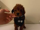Birbirinden Özel Safkan Poodle Bebekler