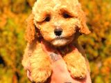 Toy Pudel  Di̇şi̇ Üst Kali̇te