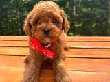 Sevimli Toy Poodle Yavrular