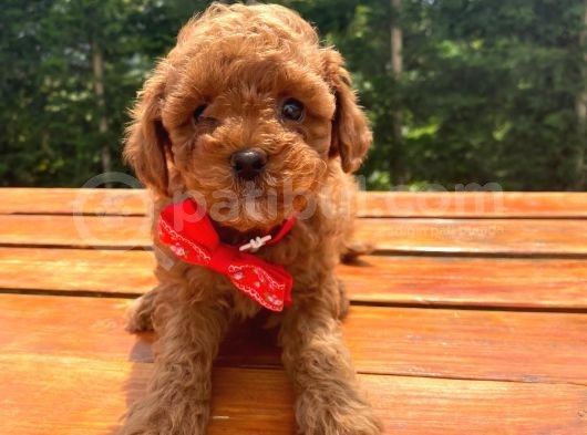 Sevimli Toy Poodle Yavrular görsel