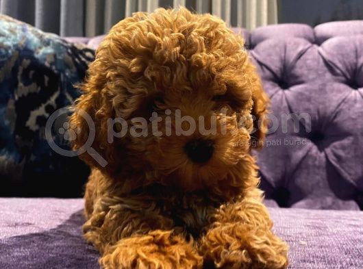 Ev Doğumu Red Brown Toy Poodle Yavrular