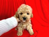 Orjinal Maltipoo Yavrularımız Dişi & Erkek