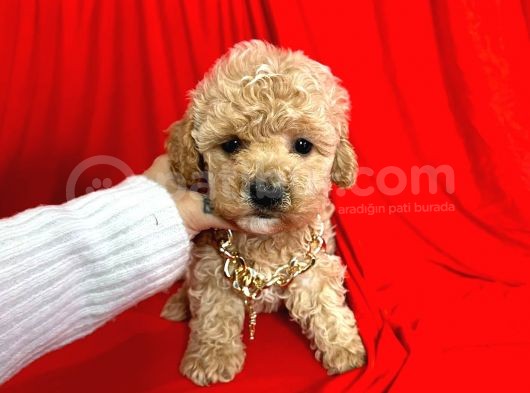 Orjinal Maltipoo Yavrularımız Dişi & Erkek