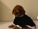 Aşılı Pasaportlu Poodle Bebekler