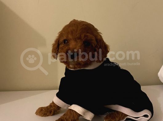 Aşılı Pasaportlu Poodle Bebekler görsel