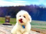 MALTİPO DİŞİ ÜST KALİTE