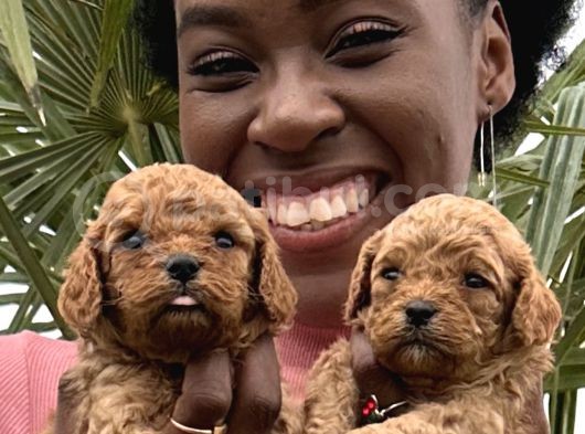 Toy Poodle Şirin Yavrular görsel