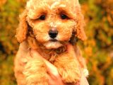 toy pudel  DİŞİ ÜST KALİTE