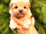 Teacup Erkek Malti̇po