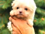 Mi̇ni̇ Boy Malti̇po Erkek