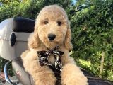 Dev F2 Labradoodle Yavrular
