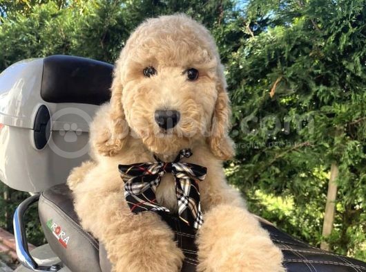 Dev F2 Labradoodle Yavrular