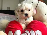 Sevi̇mli̇ Maltese Terri̇er
