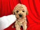 Orjinal Maltipoo Yavrularımız Dişi & Erkek