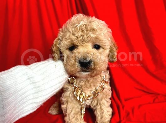 Orjinal Maltipoo Yavrularımız Dişi & Erkek görsel