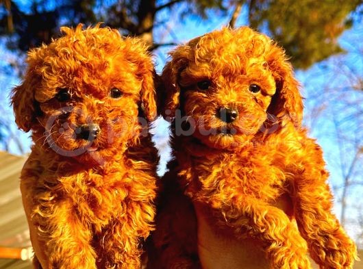 Toy Poodle Şirin Yavrular görsel