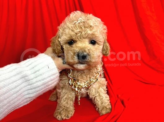 Orjinal Maltipoo Yavrularımız Dişi & Erkek görsel