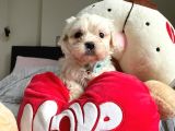 SEVİMLİ MALTESE TERRİER