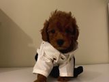 Birbirinden Özel Safkan Poodle Bebekler