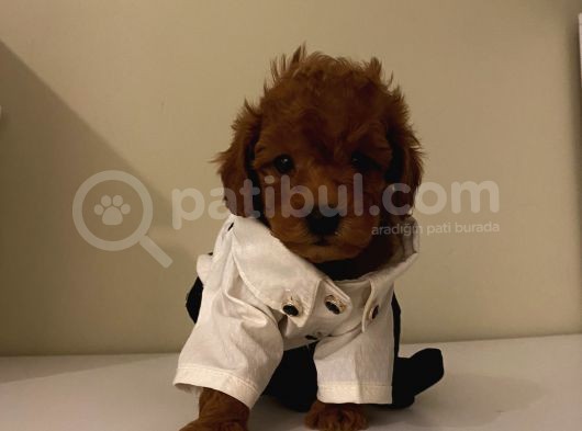 Birbirinden Özel Safkan Poodle Bebekler