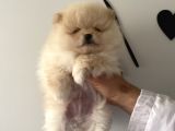 Teddy Teacup Boo