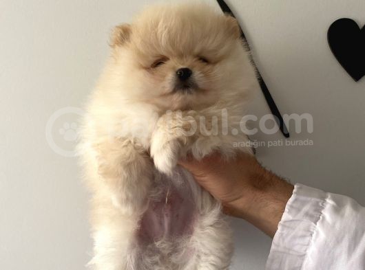 Teddy Teacup Boo görsel