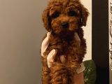 Birbirinden Özel Safkan Poodle Bebekler