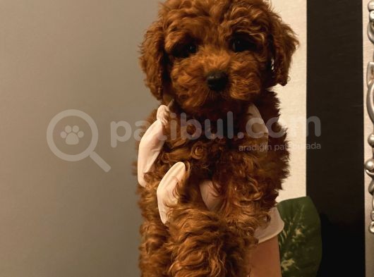 Birbirinden Özel Safkan Poodle Bebekler görsel