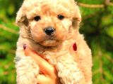 POODLE AYARINDA MALTİPO BEBEKLER
