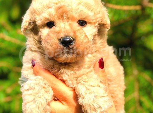 Poodle Ayarinda Malti̇po Bebekler
