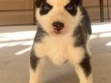 Sağlık Garantili Orjinal Husky Sibirya Yavrular