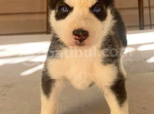 Sağlık Garantili Orjinal Husky Sibirya Yavrular görsel