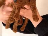 Eğitim Destekli Sağlık Garantili Toy Poodle Yavrular