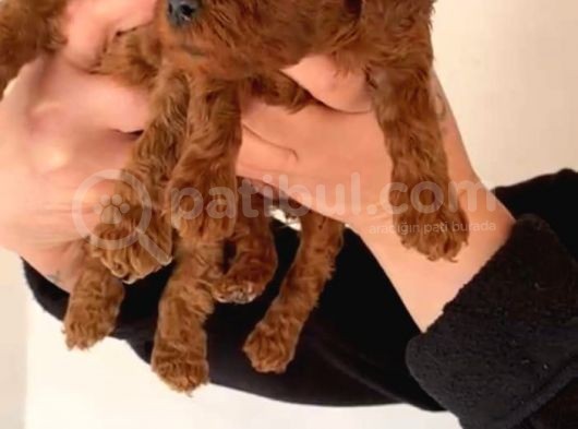 Eğitim Destekli Sağlık Garantili Toy Poodle Yavrular görsel