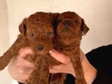 Eğitim Destekli Sağlık Garantili Toy Poodle Yavrular