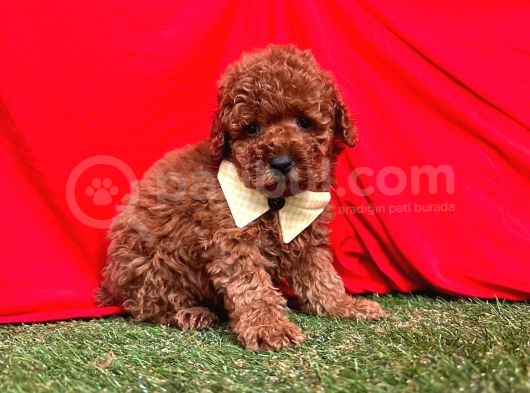 Muhteşem Red Brown Toy Poodle Yavrular görsel