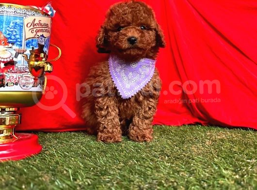A Kali̇te Red Brown Yavrular