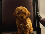 Ev Doğumu Red Brown Toy Poodle Yavrular