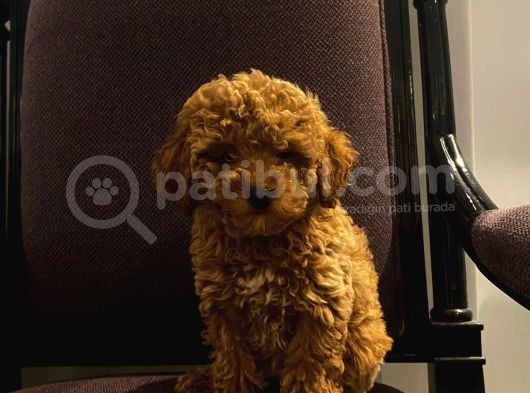 Ev Doğumu Red Brown Toy Poodle Yavrular görsel